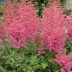 Picture of Astilbe 'Rise And Shine' False Spirea - One Quart Pot