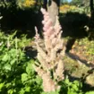 Picture of Astilbe 'Vision Inferno' False Spirea - One Quart Pot