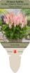 Picture of Astilbe 'Vision Inferno' False Spirea - One Quart Pot