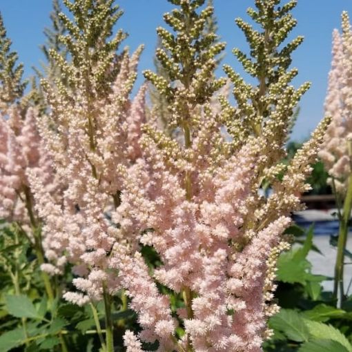 Picture of Astilbe 'Vision Inferno' False Spirea - One Quart Pot