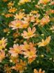 Picture of Coreopsis 'Creme Caramel' Tickseed - One Quart Pot