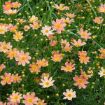Picture of Coreopsis 'Creme Caramel' Tickseed - One Quart Pot