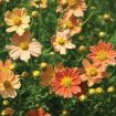 Picture of Coreopsis 'Creme Caramel' Tickseed - One Quart Pot