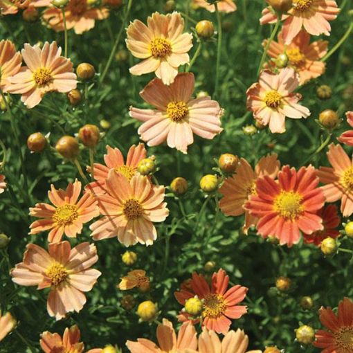 Picture of Coreopsis 'Creme Caramel' Tickseed - One Quart Pot