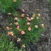 Picture of Coreopsis Fall Sensation™ 'Sunny Side' Tickseed - One Quart Pot