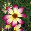 Picture of Coreopsis Fall Sensation™ 'Sunny Side' Tickseed - One Quart Pot