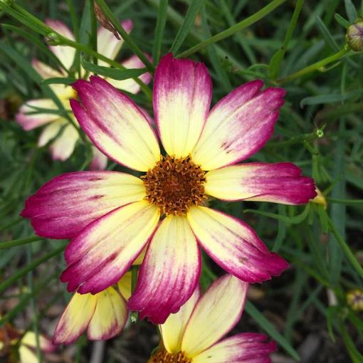 Picture of Coreopsis Fall Sensation™ 'Sunny Side' Tickseed - One Quart Pot