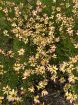 Picture of Coreopsis Fall Sensation™ 'Sunny Side' Tickseed - One Quart Pot