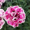 Picture of Dianthus 'Capitán™ Purple Frost' - One Quart Pot