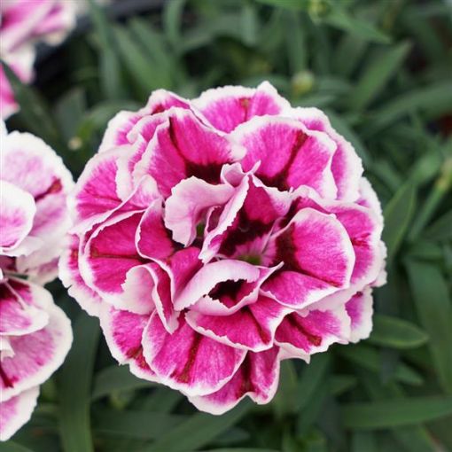 Picture of Dianthus 'Capitán™ Purple Frost' - One Quart Pot