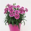 Picture of Dianthus 'Capitán™ Purple Frost' - One Quart Pot