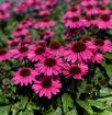 Picture of Echinacea Sunseekers® 'Purplicious' Coneflower - One Quart Pot