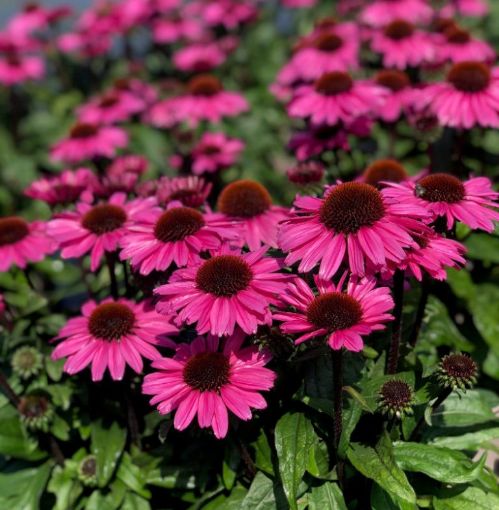 Picture of Echinacea Sunseekers® 'Purplicious' Coneflower - One Quart Pot