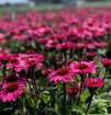 Picture of Echinacea Sunseekers® 'Purplicious' Coneflower - One Quart Pot