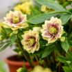 Picture of Helleborus 'Father Of The Bride' Lenten Rose - One Quart Pot