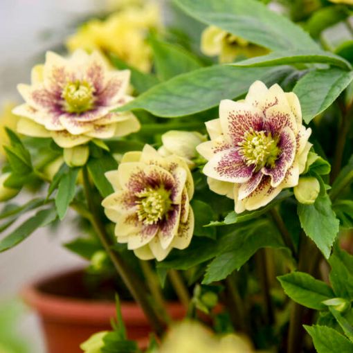 Picture of Helleborus 'Father Of The Bride' Lenten Rose - One Quart Pot