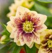 Picture of Helleborus 'Father Of The Bride' Lenten Rose - One Quart Pot