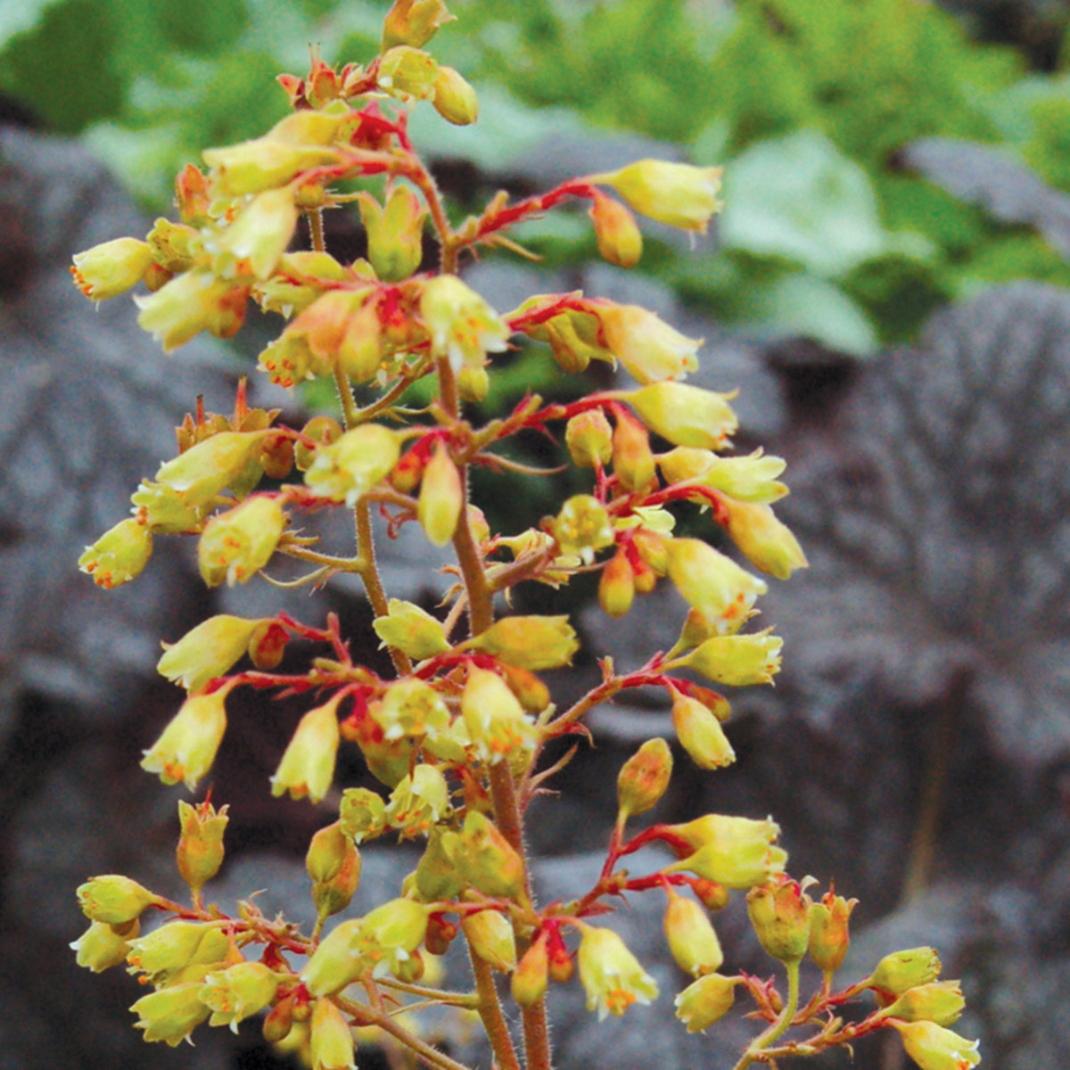 Heuchera ‘Ginger Ale’ Coral Bells - One Quart Pot. New Garden Plants