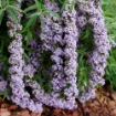 Picture of Buddleia 'Mop Top® Fountain' Butterfly Bush - One Quart Pot