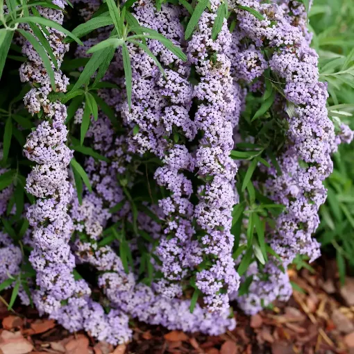 Picture of Buddleia 'Mop Top® Fountain' Butterfly Bush - One Quart Pot