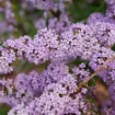 Picture of Buddleia 'Mop Top® Fountain' Butterfly Bush - One Quart Pot