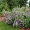 Picture of Buddleia 'Mop Top® Fountain' Butterfly Bush - One Quart Pot