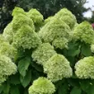 Picture of Hydrangea 'Powerball®' - One Quart Pot