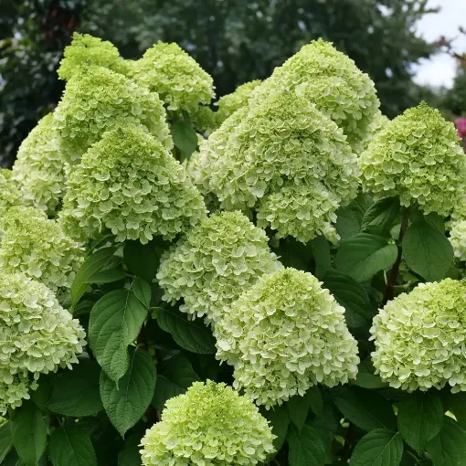 Picture of Hydrangea 'Powerball®' - One Quart Pot