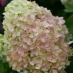 Picture of Hydrangea 'Powerball®' - One Quart Pot