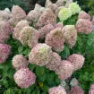 Picture of Hydrangea 'Powerball®' - One Quart Pot