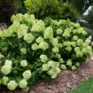 Picture of Hydrangea 'Powerball®' - One Quart Pot