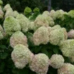 Picture of Hydrangea 'Powerball®' - One Quart Pot