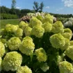 Picture of Hydrangea 'Powerball®' - One Quart Pot