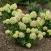 Picture of Hydrangea 'Powerball®' - One Quart Pot