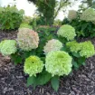 Picture of Hydrangea 'Powerball®' - One Quart Pot