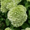 Picture of Hydrangea 'Powerball®' - One Quart Pot