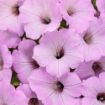 Picture of Supertunia 'Vista® Cool Jazz™' Petunia - 4.5" Pot