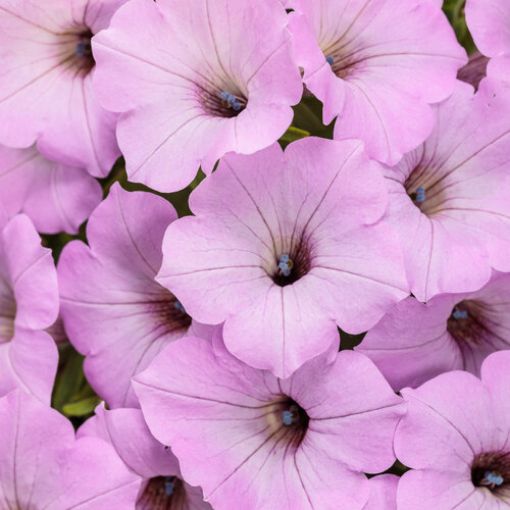 Picture of Supertunia 'Vista® Cool Jazz™' Petunia - 4.5" Pot