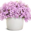 Picture of Supertunia 'Vista® Cool Jazz™' Petunia - 4.5" Pot