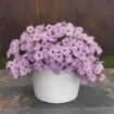 Picture of Supertunia 'Vista® Cool Jazz™' Petunia - 4.5" Pot