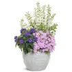 Picture of Supertunia 'Vista® Cool Jazz™' Petunia - 4.5" Pot
