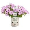 Picture of Supertunia 'Vista® Cool Jazz™' Petunia - 4.5" Pot