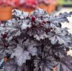 Picture of Heuchera 'Sultry Night DOLCE® series Coral Bells - One Quart Pot