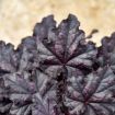 Picture of Heuchera 'Sultry Night DOLCE® series Coral Bells - One Quart Pot