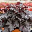 Picture of Heuchera 'Sultry Night DOLCE® series Coral Bells - One Quart Pot