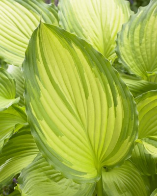 Hosta 'Dancing Darling' - One Quart Pot Hostas. New Garden Plants