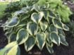 Picture of Hosta 'Fantabulous' - One Quart Pot Hostas