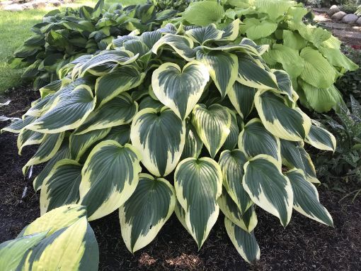 Picture of Hosta 'Fantabulous' - One Quart Pot Hostas