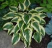 Picture of Hosta 'Fantabulous' - One Quart Pot Hostas