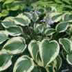 Picture of Hosta 'Fantabulous' - One Quart Pot Hostas